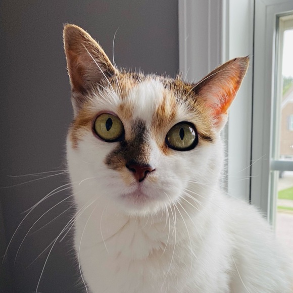 919kitty